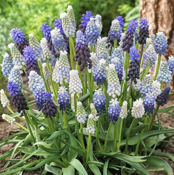 MUSCARI BULBS