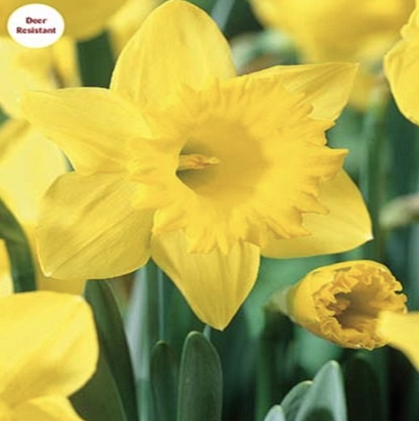 Dutch Master Trumpet NarcissusBulbs 50 Pack
