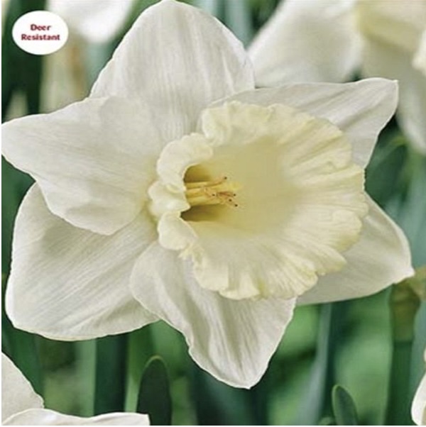 Mount Hood Trumpet Narcissus Bulbs 50 Pack