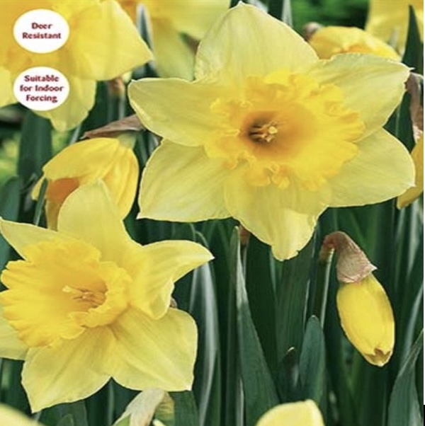 Carlton Large Cup Narcissus Bulbs 50 Pack