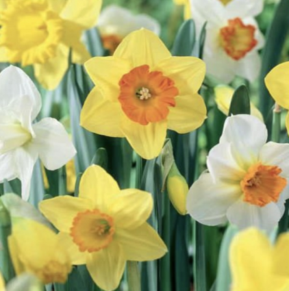 Mixed Trumpet NarcissusBulbs 50 Pack