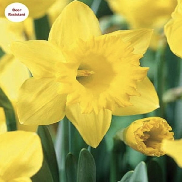 Dutch Master Trumpet Narcissus Bulbs 5 Pack