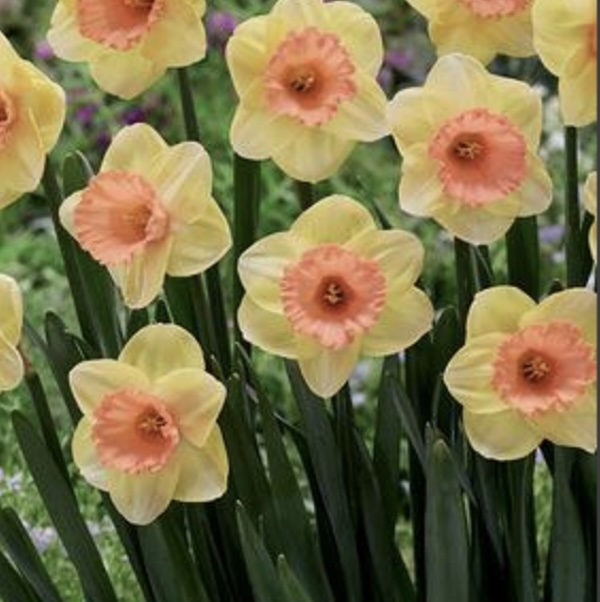 Color Magic Large Cup Narcissus Bulbs 5 Pack