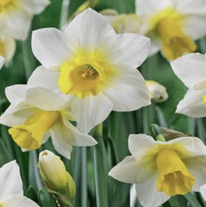 Golden Echo Narcissus Bulbs 5 Pack