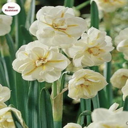 Sir Winston Churchill Narcissus Bulbs 5 Pack