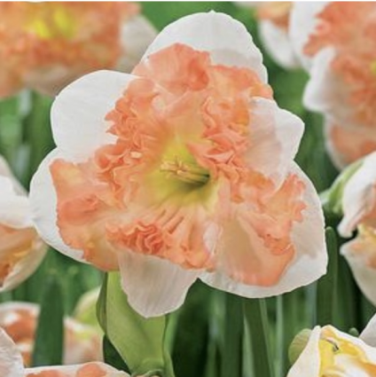 Sunny Girlfriend Narcissus Bulbs 5 Pack