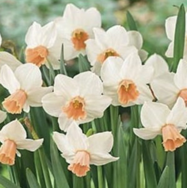Cha Cha Narcissus Bulbs 5 Pack