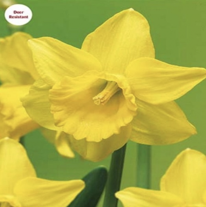 Growers Pride Narcissus Bulbs 5 Pack