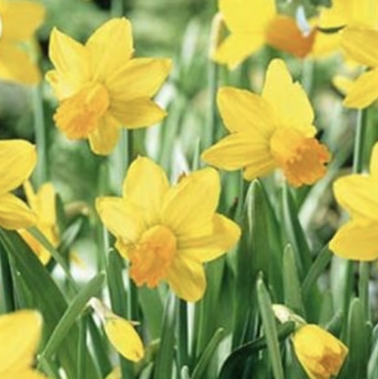 Jetfire Narcissus Bulbs 5 Pack