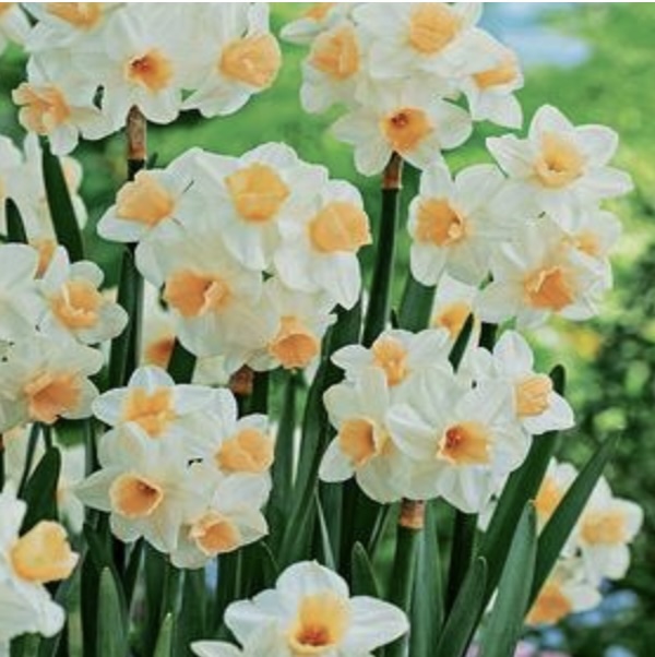Kapiti Peach Narcissus Bulbs 5 Pack