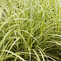 GRASS, JAPANESE SILVER VAR 3-5 G