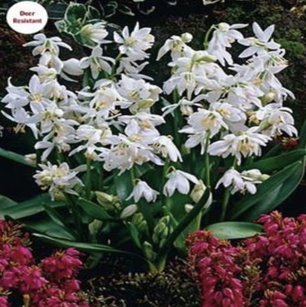 Scilla Siberica Alba Bulbs 10 Pack