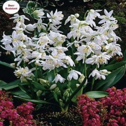 Scilla Siberica Alba Bulbs 10 Pack