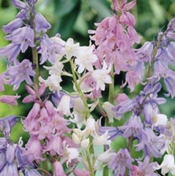 SCILLA BULBS