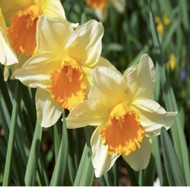 FALL BULBS