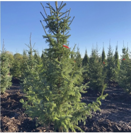 Riverside Serbian Spruce 4'