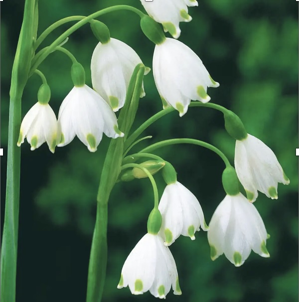 Summer Snowflake Leucojum Bulbs 5 Pack