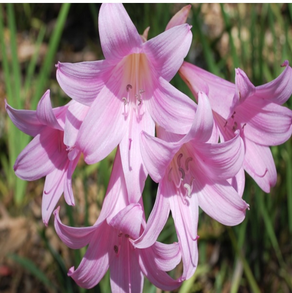 Naked Lady Lily Lycoris Bulbs 2 Pack