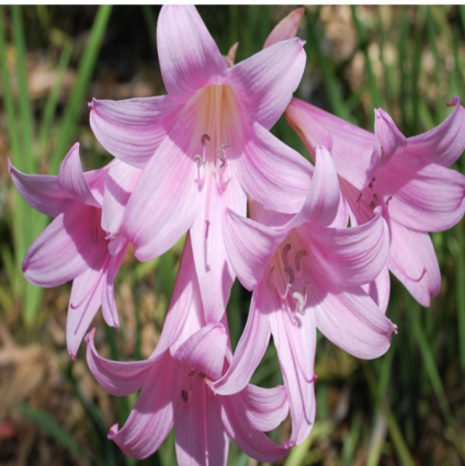 Naked Lady Lily Lycoris Bulbs 2 Pack