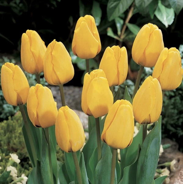 Golden Apeldoorn Tulip Bulbs 50 Pack