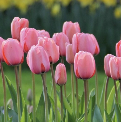 Pink Impression Tulip Bulbs 50 Pack