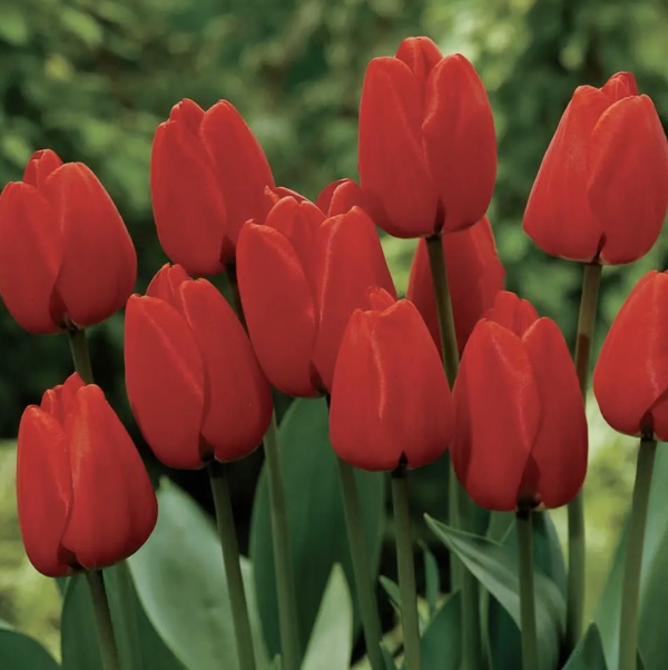 Apeldoorn Tulip Bulbs 50 Pack