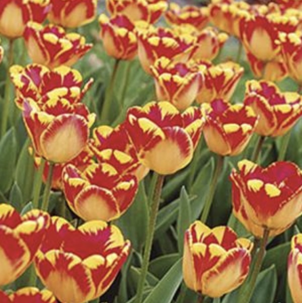 Banja Luka Tulip Bulbs (Darwin Hybrid) 50 Pack