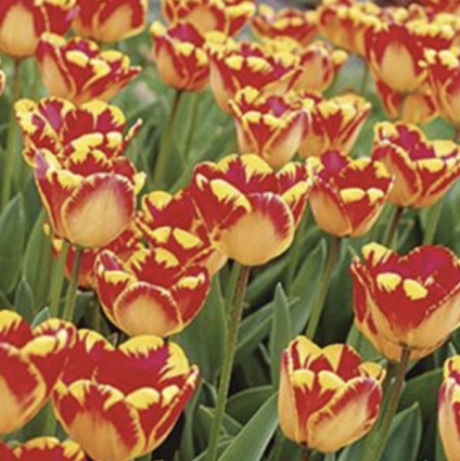 Banja Luka Tulip Bulbs (Darwin Hybrid) 50 Pack