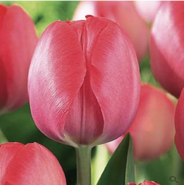 Van Eijk Tulip Bulbs  50 Pack
