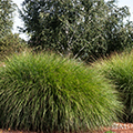 Maiden Grass 3-5G
