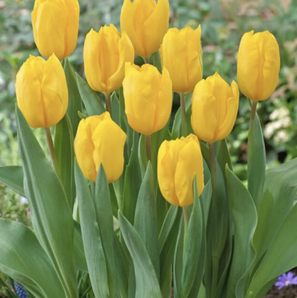Strong Gold Triumph Tulip Bulbs 50 Pack