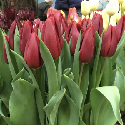 Strong Love Tulip Bulbs  50 Pack