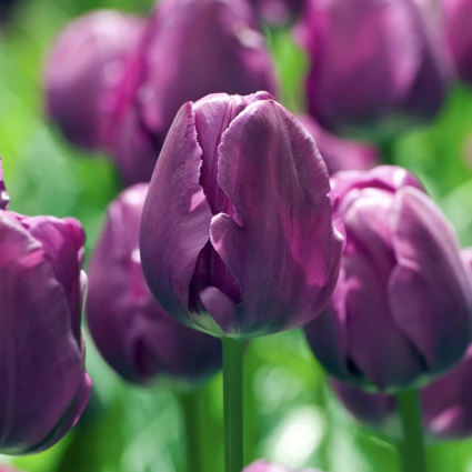 Negrita Tulip Bulbs 50 Pack