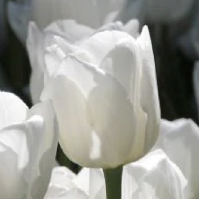 White Dream Tulip Bulbs 50 Pack