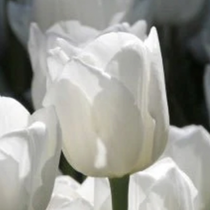 White Dream Tulip Bulbs 50 Pack