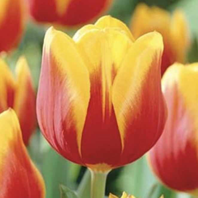 Kees Nelis Tulip Bulbs  50 Pack