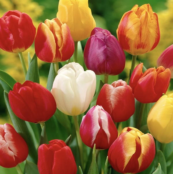 Darwin Hybrid Tulip Mix  50 Bulbs