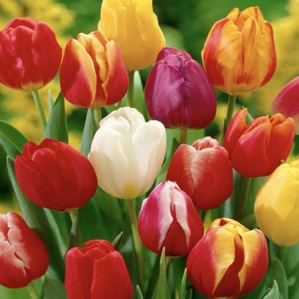 Darwin Hybrid Tulip Mix  50 Bulbs