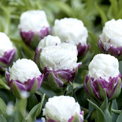 Premium Ice Cream Tulip Bulbs 