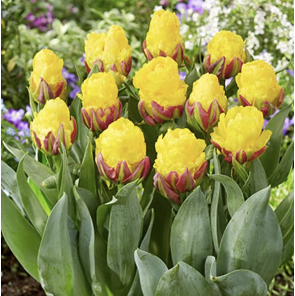 Banana Ice Cream Tulip Bulb
