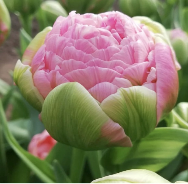 Premium Strawberry Ice Cream Tulip Bulb