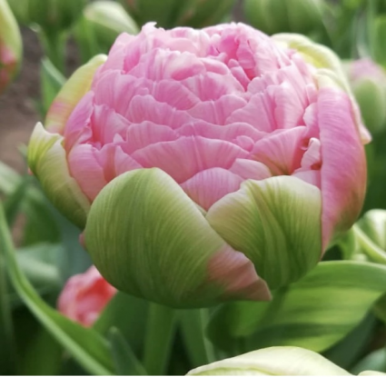 Premium Strawberry Ice Cream Tulip Bulb