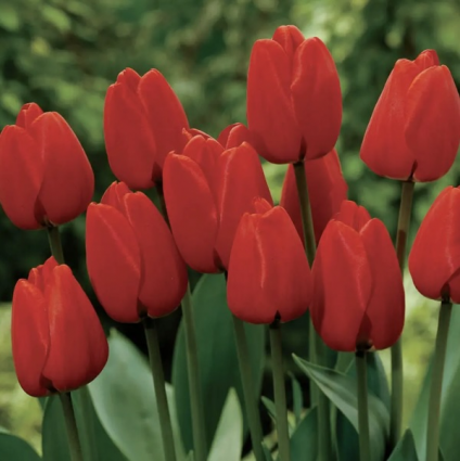 Apeldoorn Tulip Bulbs  25 Pack