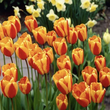 Apeldoorns Elite Tulip Bulbs 25 Pack