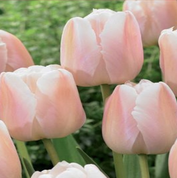 Apricot Pride Tulip Bulbs  6 Pack