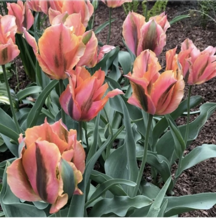 Artists Tulip Bulbs 6 Pack