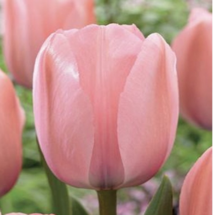 Bella Blush Tulip Bulbs 6 Pack