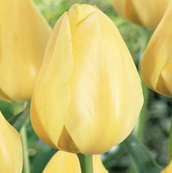 Big Smile Tulip Bulbs 6 Pack