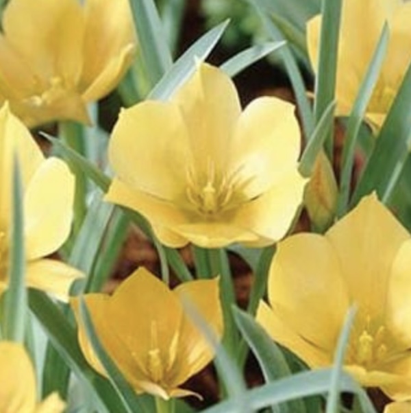 Batalinii Bright Gem Miniature Tulip  6 Pack