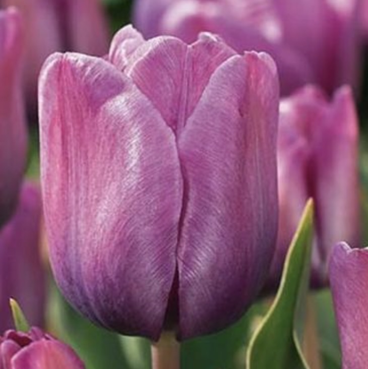 Bleu Aimable Tulip Bulbs  6 Pack